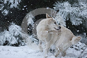 Cute golden retriever running and playing in the snow