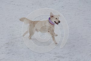 Cute golden retriever is runnung on the white snow. Pet animals photo