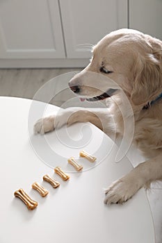 Cute Golden Retriever at table with dog biscuits in kitchen, above view