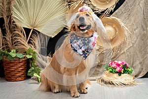 Cute golden retriever wearing a costume photo