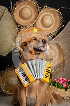 Cute golden retriever wearing a costume photo