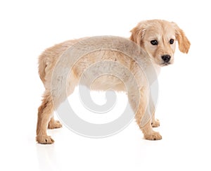 Cute Golden Retriver puppy