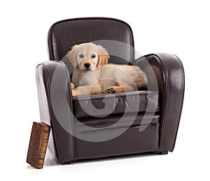 Cute Golden Retriver puppy in an armchair
