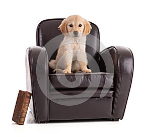 Cute Golden Retriver puppy in an armchair