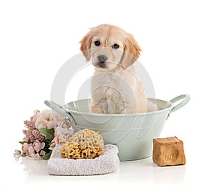 Cute Golden Retriver puppy in a bowl