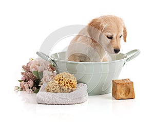 Cute Golden Retriver puppy in a bowl