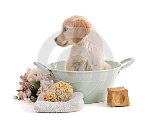 Cute Golden Retriver puppy in a bowl