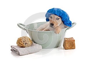 Cute Golden Retriver puppy in a bowl