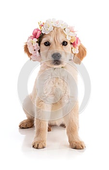 Cute Golden Retriver puppy with a flower crown