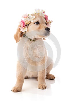 Cute Golden Retriver puppy with a flower crown