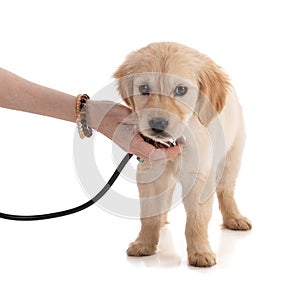 Cute Golden Retriver puppy with a stethoscope