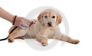 Cute Golden Retriver puppy with a stethoscope