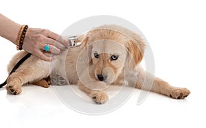 Cute Golden Retriver puppy with a stethoscope