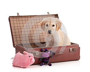 Cute Golden Retriver puppy in a suitcase