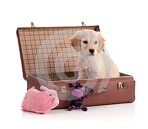 Cute Golden Retriver puppy in a suitcase