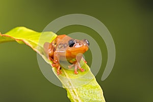 Cute golden sedge frog