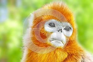 Cute golden Snub-Nosed Monkey in his natural habitat of wildlif