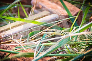 Cute golden tree snake (Chrysopelea ornata) is slithering on cluttered grass. Chrysopelea ornata is also known as golden tree snak