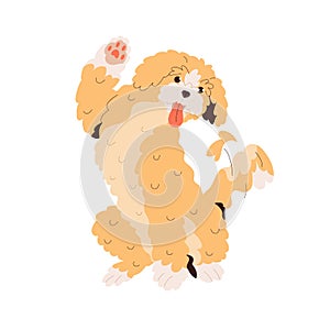 Cute Goldendoodle dog greeting, waving with paw. Happy golden doodle breed doggy, gesturing hi. Labradoodle, canine