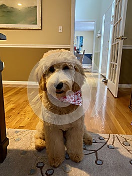 Cute Goldendoodle sitting and waiting