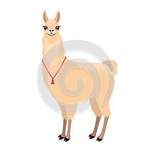 Cute good lama.Isolated on white background.Vector illustration. photo