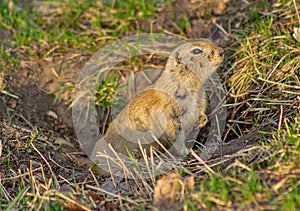 A Cute Gopher Posing Outside