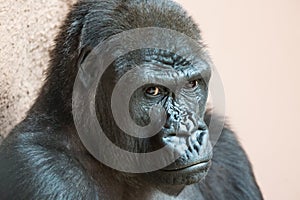 Cute gorilla close up portrait sitting on the ground