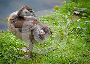 a cute gosling of an egyptian goose is cleaning its plumage