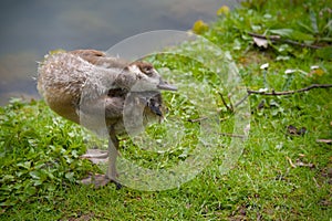 a cute gosling of an egyptian goose is cleaning its plumage