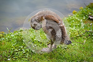 a cute gosling of an egyptian goose is cleaning its plumage