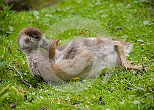 a cute gosling of an egyptian goose is cleaning its plumage