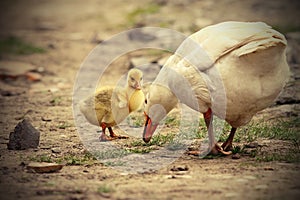 Cute gosling