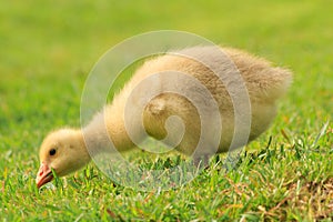 Cute gosling stretching neck to feed