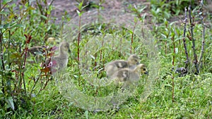 Cute Goslings Feeding in a Meadow 4K UHD