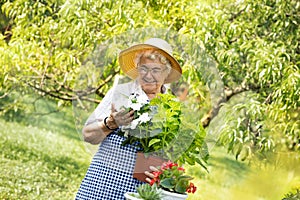 Cute grandma gardening on beautiful spring day