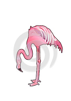 Cute graphic flamingo