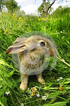 Cute Gray Baby Rabbit