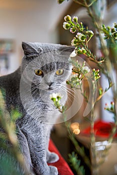 Lindo gris azul gato británico de pelo corto 