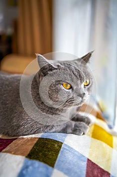 Lindo gris azul gato británico de pelo corto 