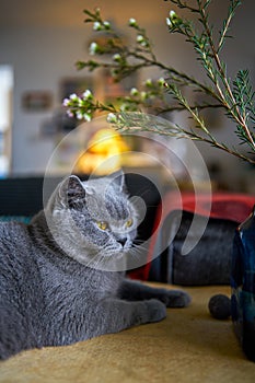 Lindo gris azul gato británico de pelo corto 