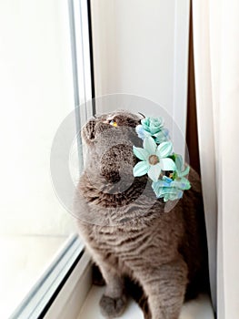 A cute, gray British cat with a floral wreath on his head stands on the windowsill, raising his head high, looking out the window.