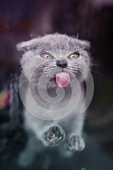 Cute gray British shorthair blue  kitten licking window.