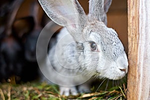 Cute gray and brown rabbit in a cage, close up