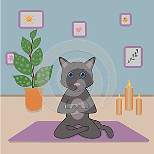Cute gray cat doing yoga in the lotus position, assana, in a cozy room with flowers, candles and paintings