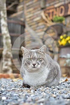 Cute gray cat with green eyes, looking towards the camera