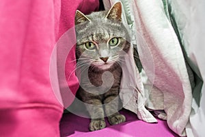 A cute gray cat is hiding among the clothes in the closet