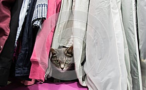 A cute gray cat is hiding among the clothes in the closet