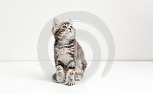 Cute gray cat kid animal with interested, question facial face expression look side on copy space. Small tabby kitten on white