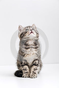 Cute gray cat kid animal with interested, question facial face expression look up on copy space. Small tabby kitten on white