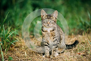 Cute Gray Cat Kitten At Grass Outdoor.